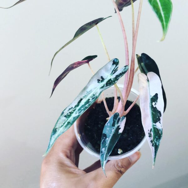 Alocasia Bambino Pink Variegata – Image 2