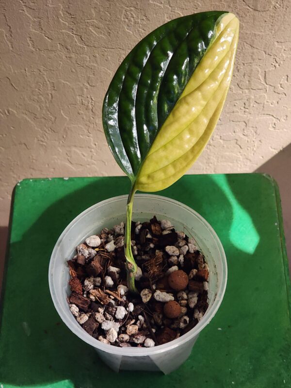Monstera Peru Variegata – Image 4