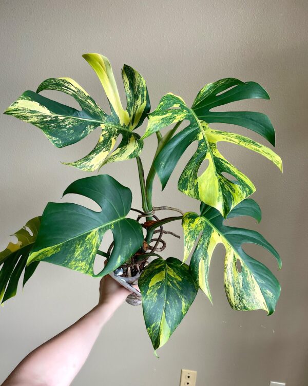 Monstera Aurea – Image 3