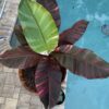 Musa Nono Variegata – Image 4