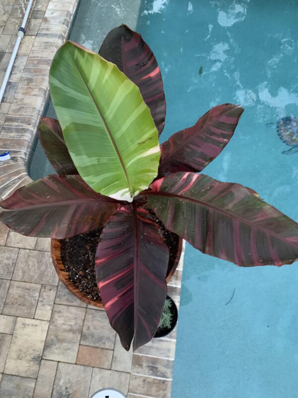 Musa Nono Variegata – Image 4