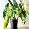 Philodendron billietiae Variegata – Image 2