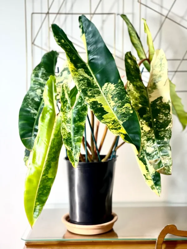 Philodendron billietiae Variegata – Image 2