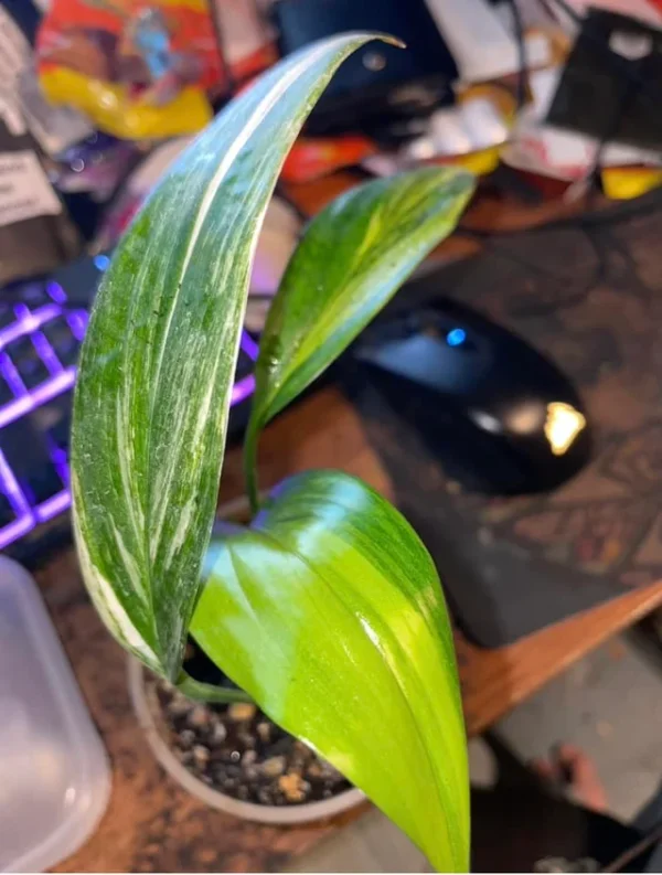 Epipremnum Amplissimum Variagata – Image 4