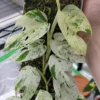 Epipremnum pinnatum Marble King – Image 6
