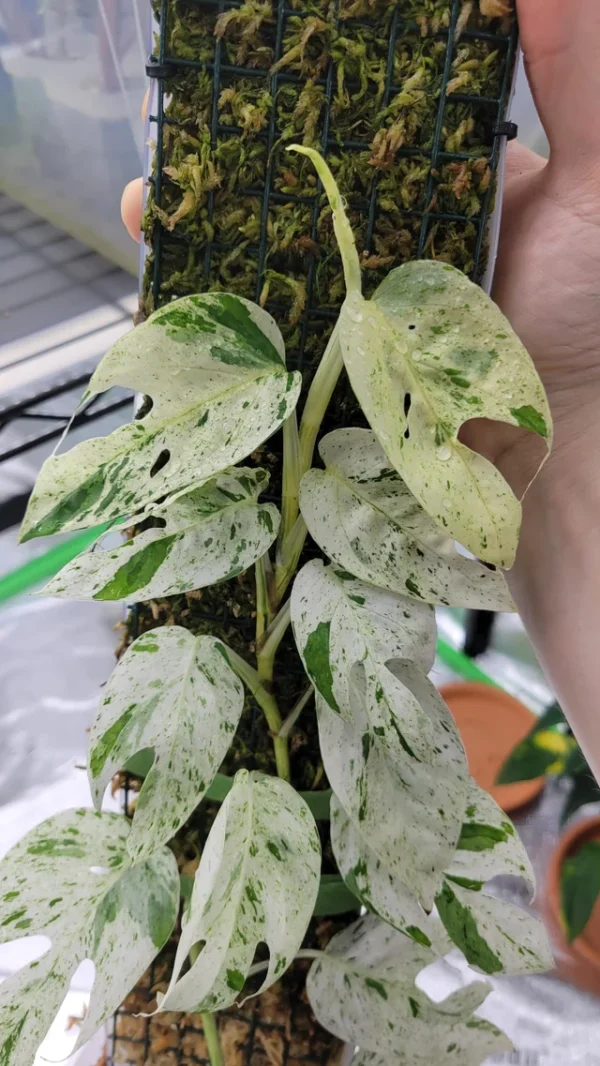 Epipremnum pinnatum Marble King – Image 6