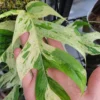 Epipremnum pinnatum Marble King – Image 7