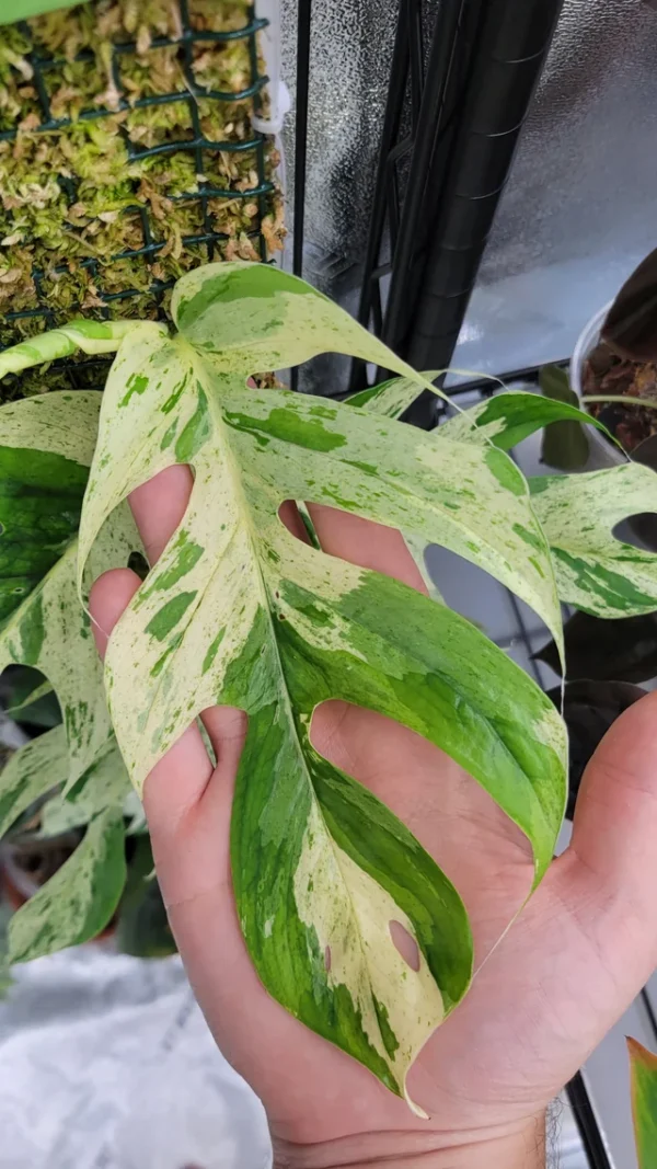 Epipremnum pinnatum Marble King – Image 7