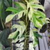 Epipremnum pinnatum Marble King – Image 3