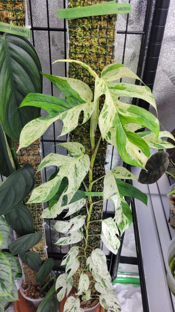Epipremnum pinnatum Marble King – Image 3