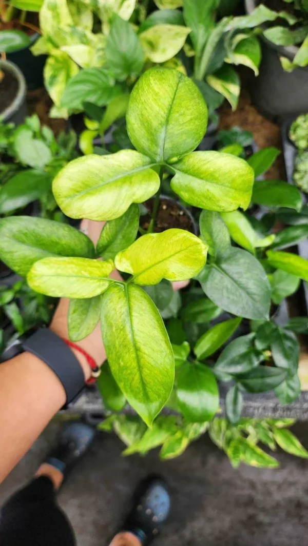 Philodendron Goeldii Mint – Image 3
