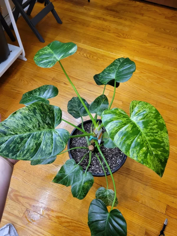 Philodendron Giganteum Blizzard variegata – Image 6