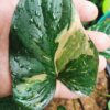 Homalomena Rubescens Variegata – Image 6