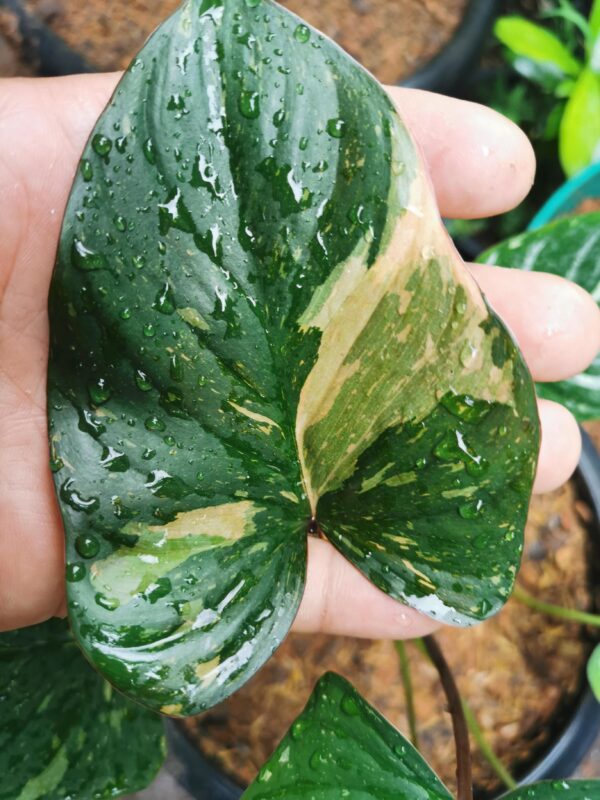 Homalomena Rubescens Variegata – Image 6