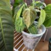 Philodendron Melanochrysum Variegata – Image 4