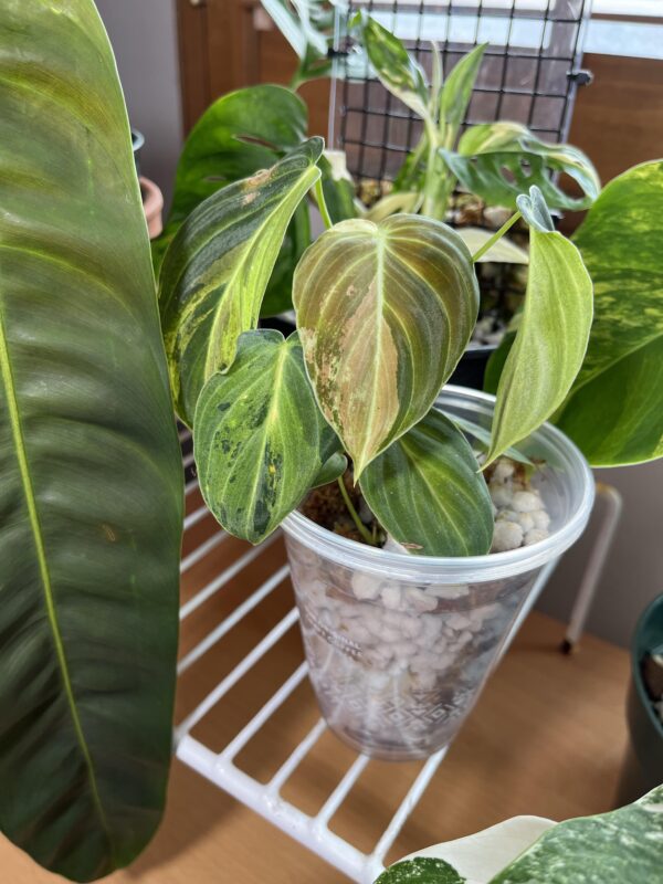 Philodendron Melanochrysum Variegata – Image 4