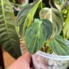 Philodendron Melanochrysum Variegata – Image 5
