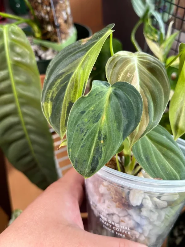Philodendron Melanochrysum Variegata – Image 5