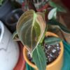 Philodendron Melanochrysum Variegata – Image 6