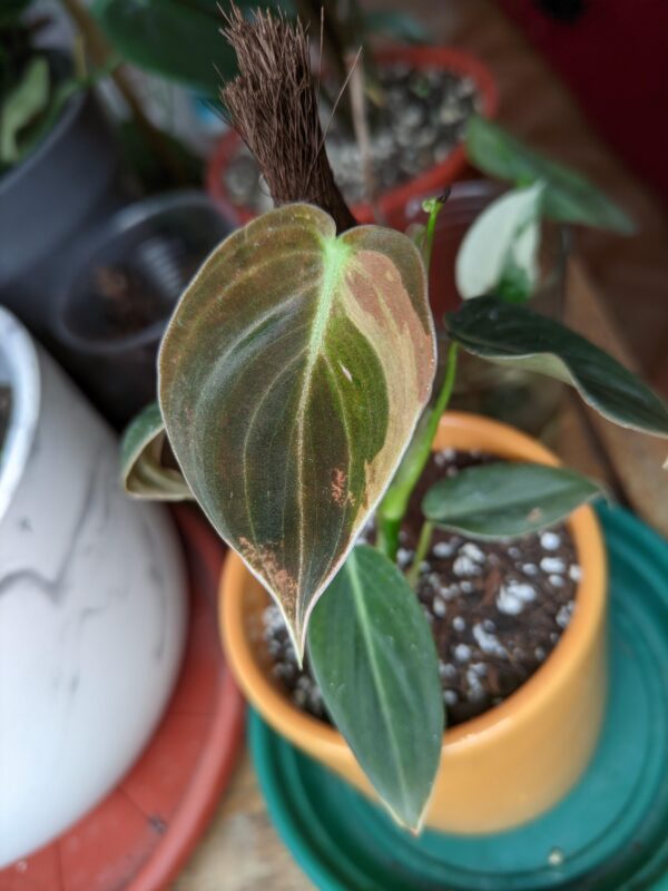 Philodendron Melanochrysum Variegata – Image 6