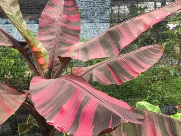 Musa Nono Variegata – Image 2