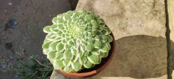 Aeonium Emerald Ice Variegata – Image 2