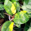 Philodendron Green Congo Variegata – Image 2