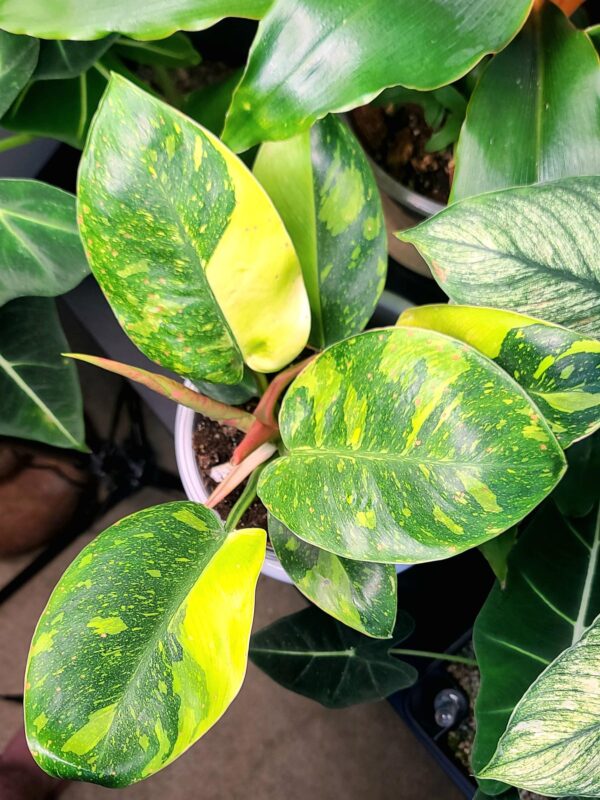 Philodendron Green Congo variegata – Image 2