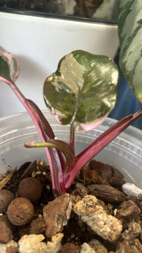 Philodendron Strawberry Shake – Image 8