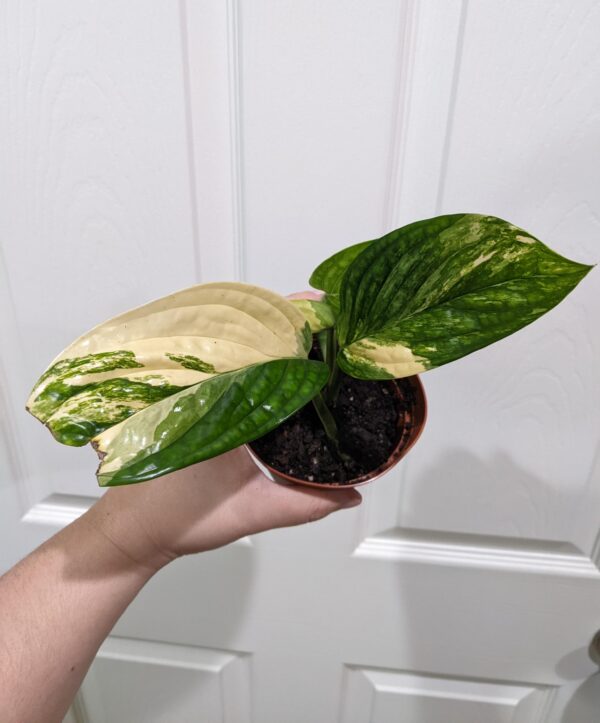 Monstera Peru Variegata – Image 3