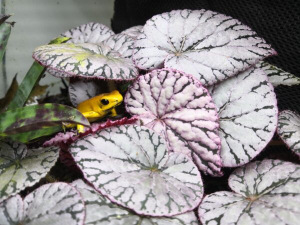 Begonia Chayo – Image 2