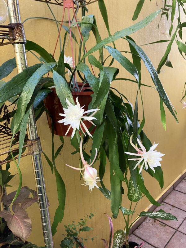 Epiphyllum pumilum – Image 6