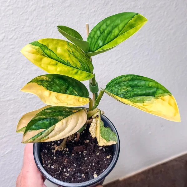 Monstera Peru Variegata – Image 2
