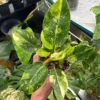 Philodendron Green Congo Variegata – Image 3