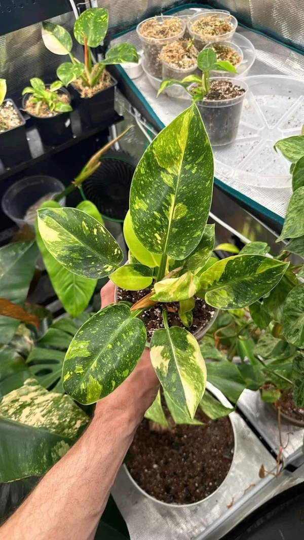 Philodendron Green Congo variegata – Image 6