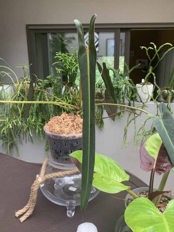 Philodendron Spiritus Sancti – Image 7