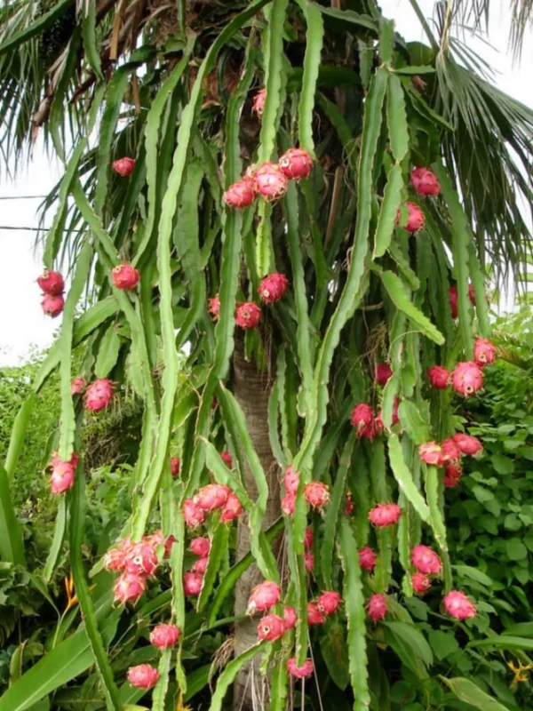 Fruit du dragon ( Hylocereus undatus ) – Image 3