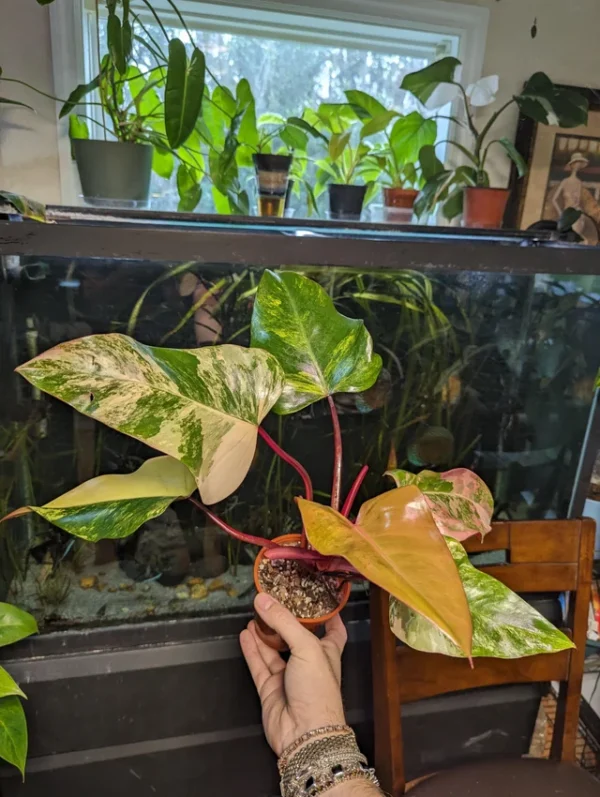 Philodendron Strawberry Shake – Image 9