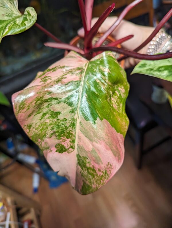 Philodendron Strawberry Shake – Image 10