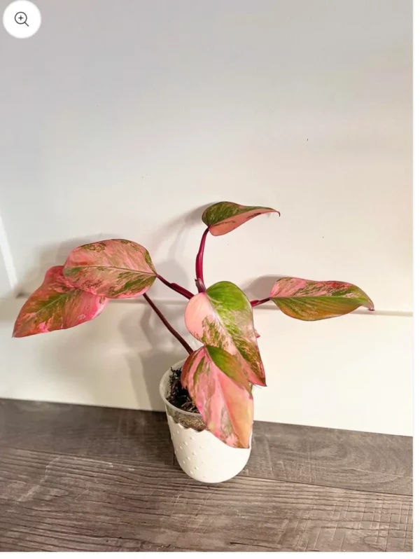 Philodendron Strawberry Shake – Image 2