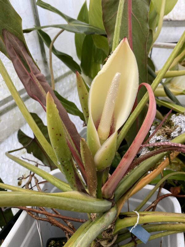 Philodendron Spiritus Sancti – Image 8