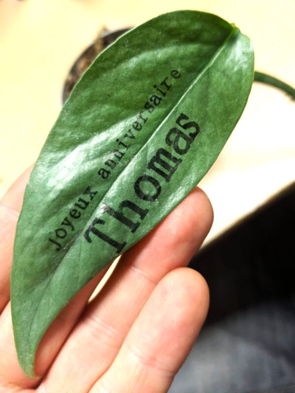 Message personnalisé sur une plante