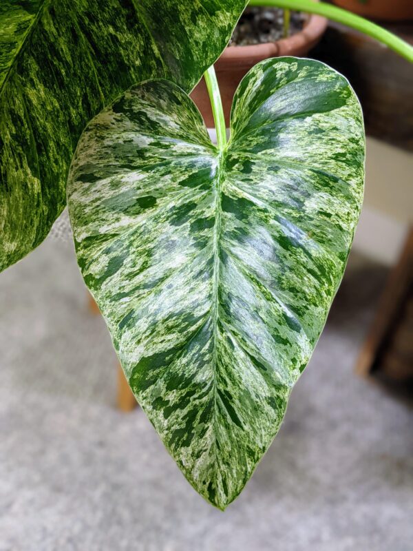 Philodendron Giganteum Blizzard variegata – Image 3