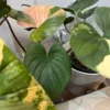 Homalomena Rubescens Variegata – Image 7