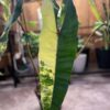 Philodendron billietiae Variegata – Image 5