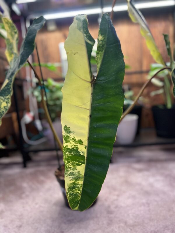 Philodendron billietiae Variegata – Image 5