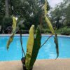 Philodendron billietiae Variegata – Image 3