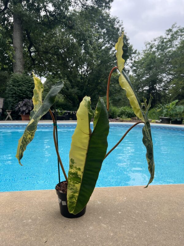 Philodendron billietiae Variegata – Image 3