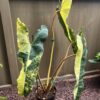 Philodendron billietiae Variegata – Image 7