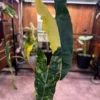 Philodendron billietiae Variegata – Image 8